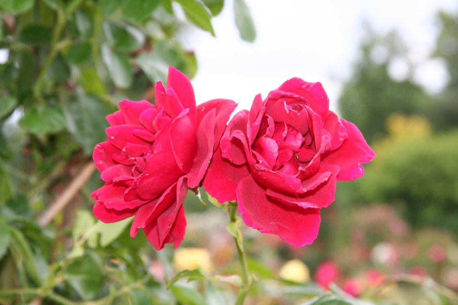 Роза плетистая Sympathie