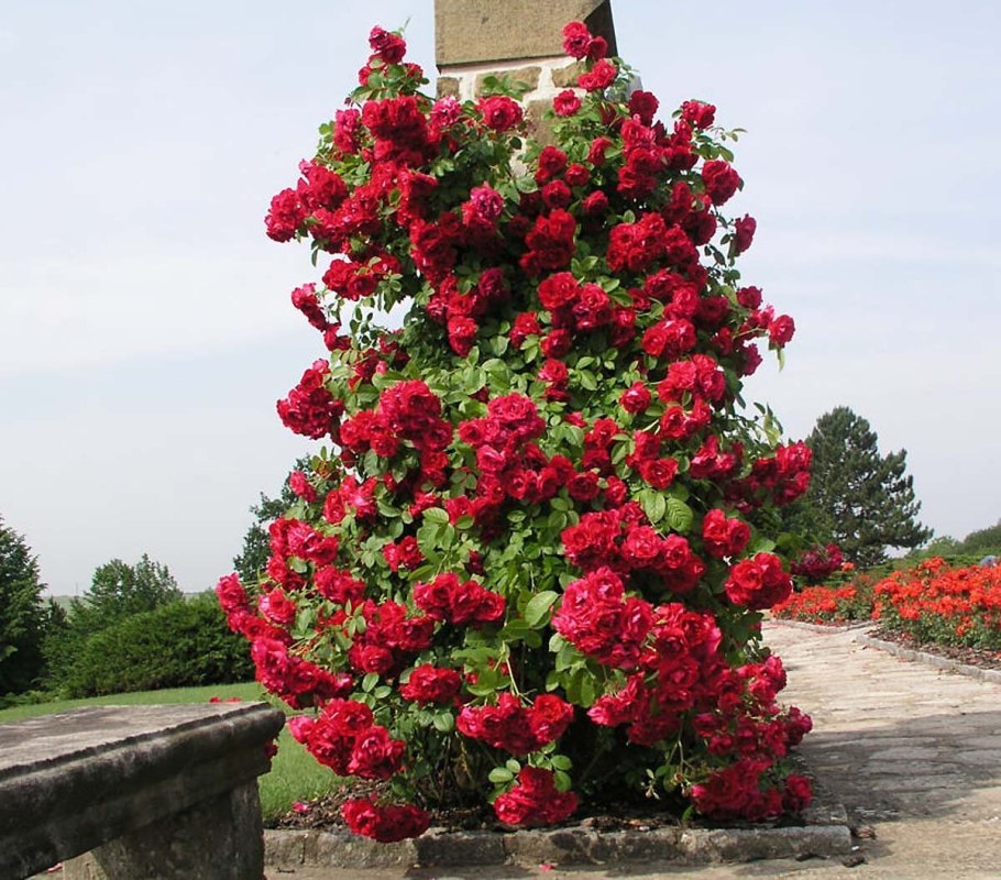 Роща плетистая Амалеус