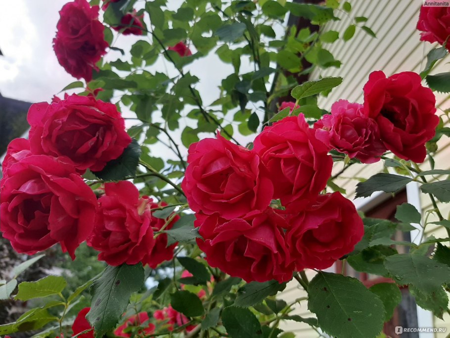 Роза мессир Дельбар