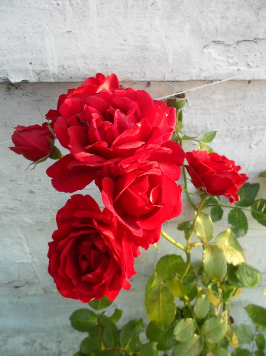 Amadeus роза плетистая