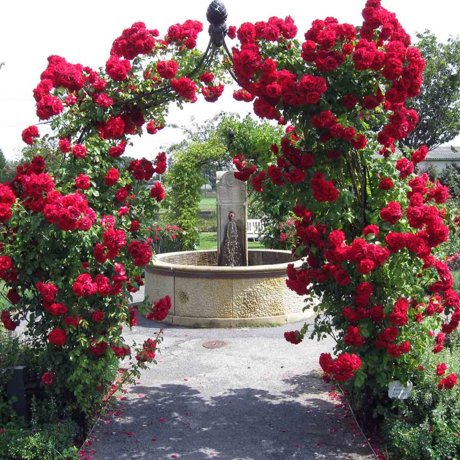 Роза плетистая Sympathie