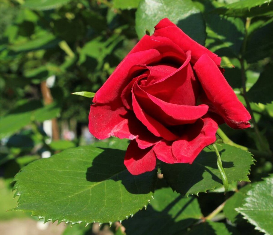 Роза плетистая Sympathie