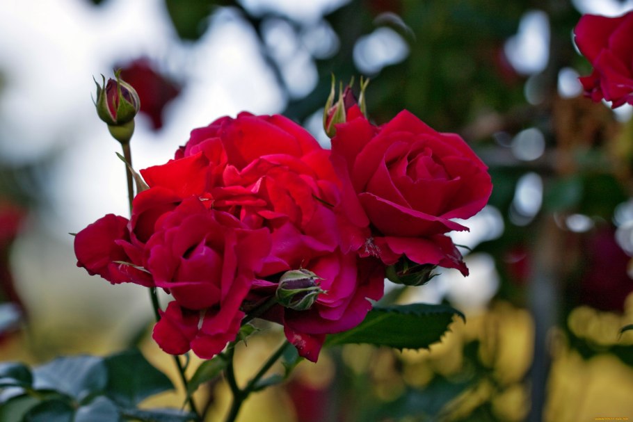 Роза плетистая Блейз Супериор