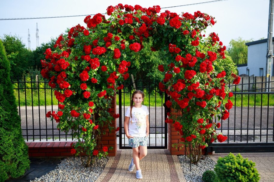 Роза плетистая симпати