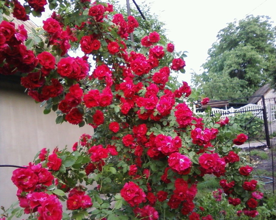 Роза плетистая Sympathie