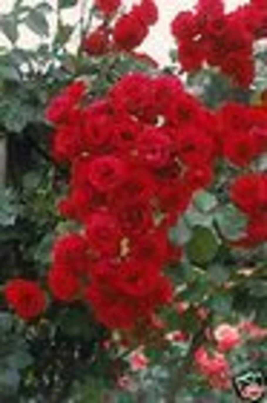 Роза канадская Парковая Катберт Грант