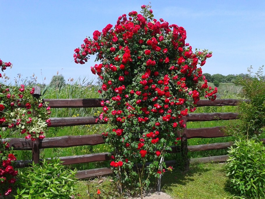 Роза плетистая симпатия Sympathie