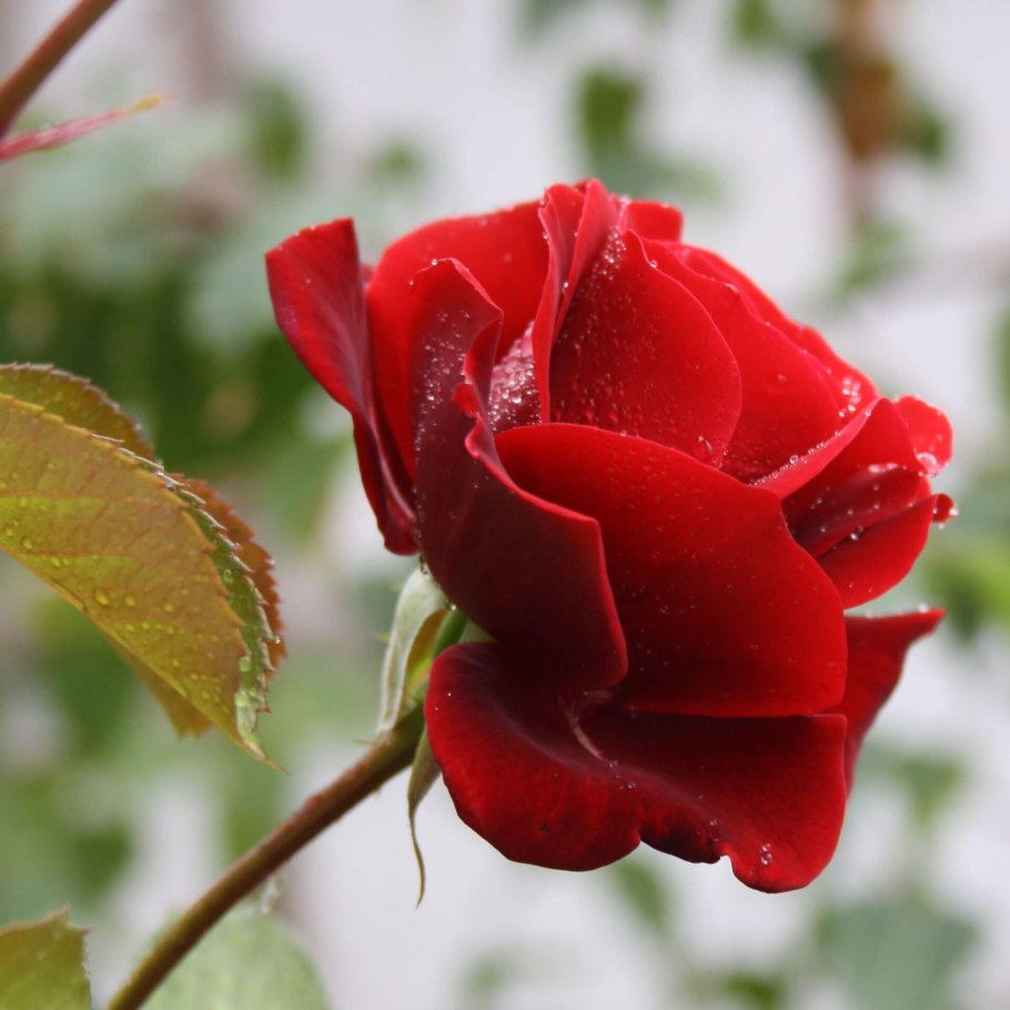 Розы плетистые Амадеус