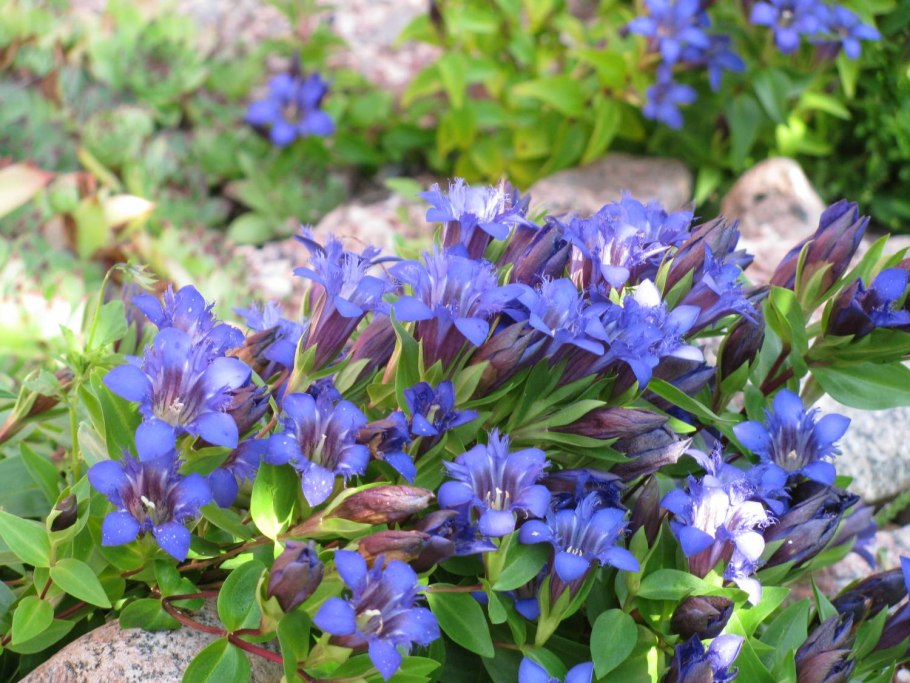 Горечавка шероховатая Gentiana scabra
