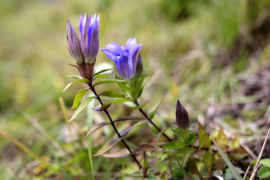 Gentiana scabra