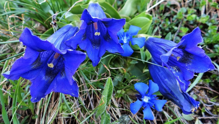 Gentiana siphonantha
