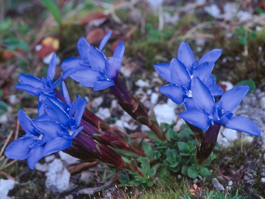 Gentiana straminea