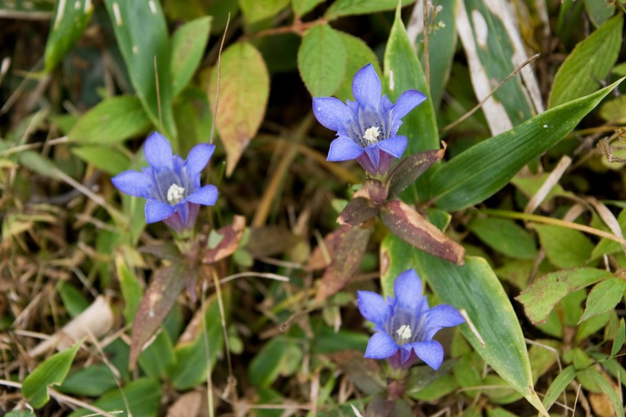 Gentiana straminea