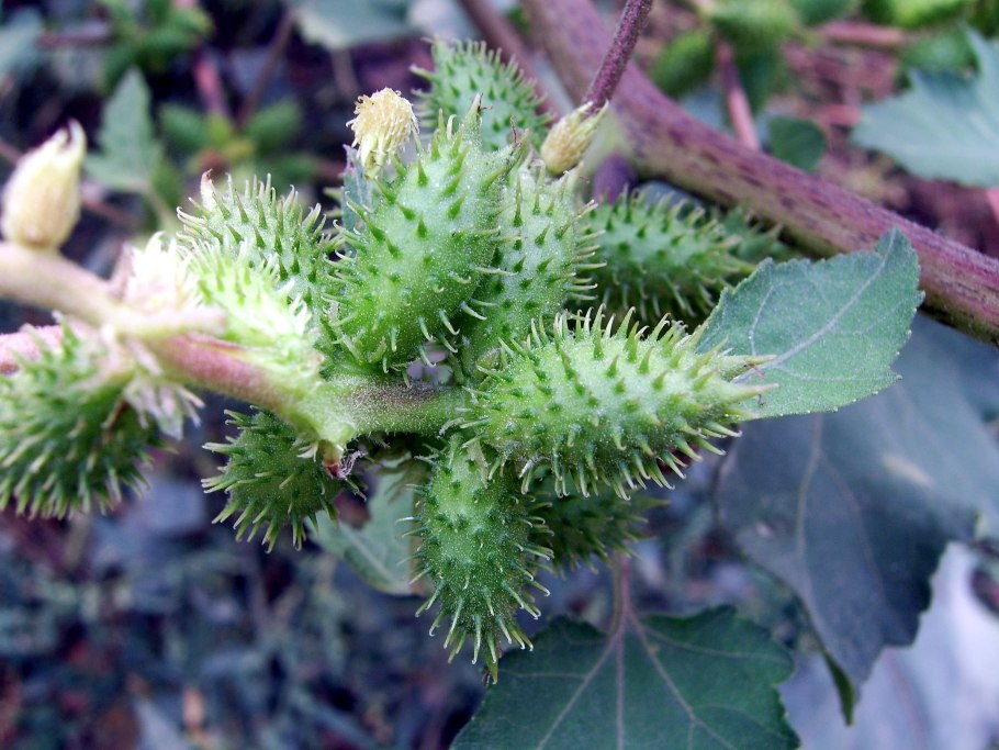 Дурнишник эльбский