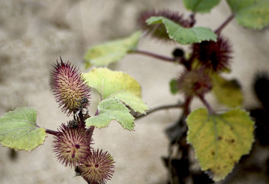 Дурнишник обыкновенный