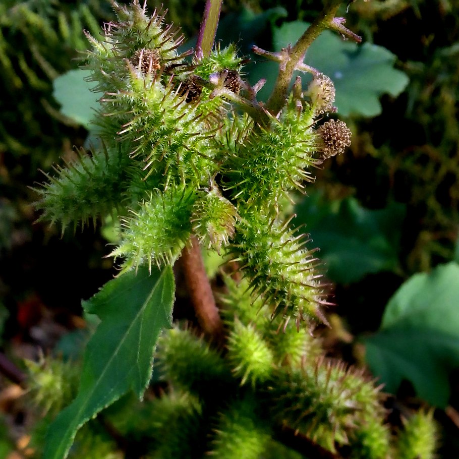 Дурнишник Восточный