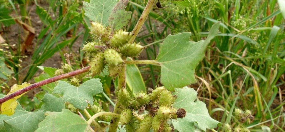 Дурнишник игольчатый