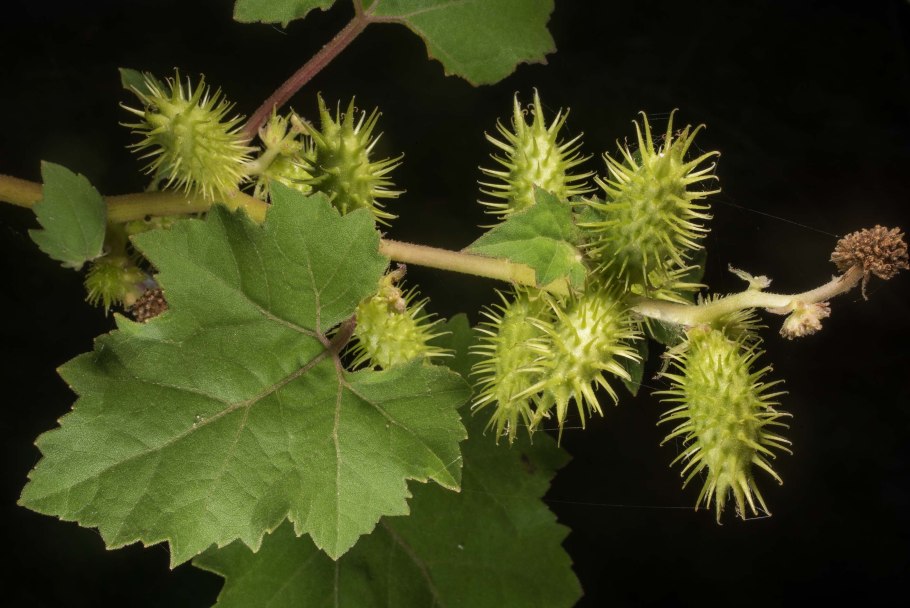 Дурнишник калифорнийский