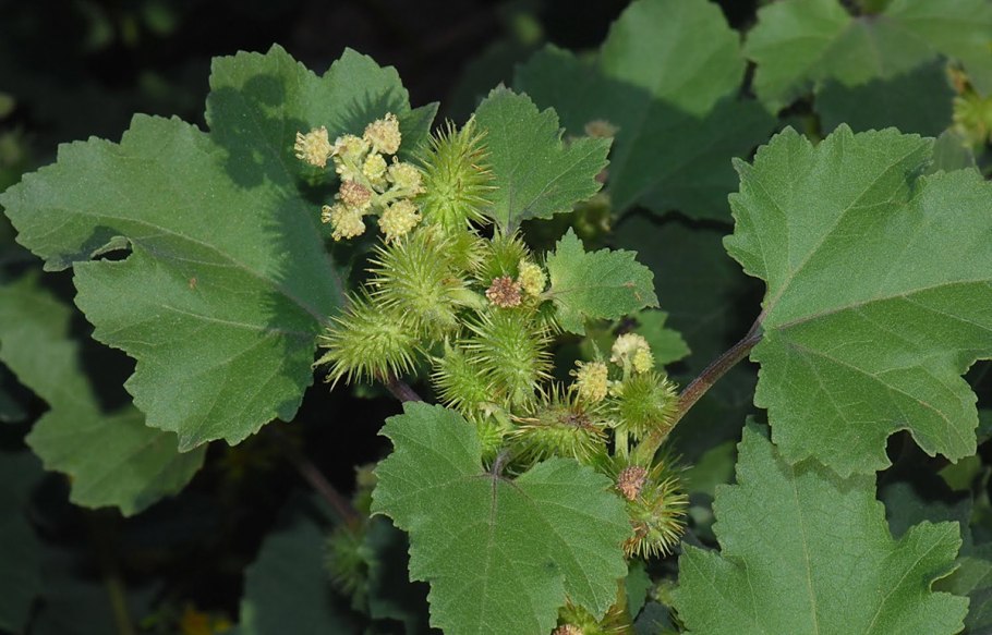 Дурнишник обыкновенный