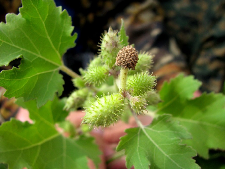 Дурнишник беловатый