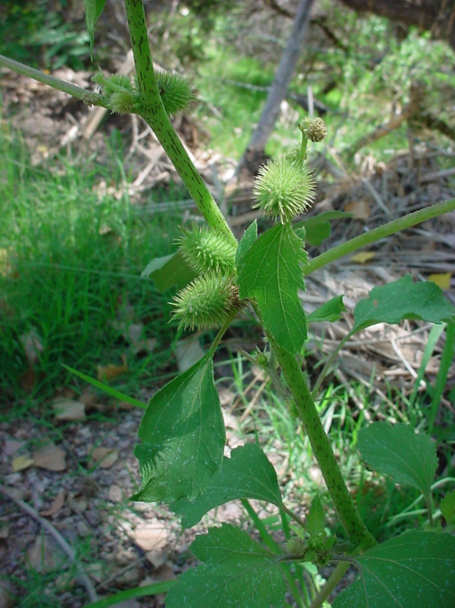 Растение дурнишник колючий