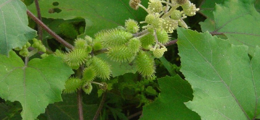 Дурнишник пенсильванский