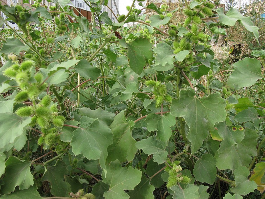 Дурнишник зобник