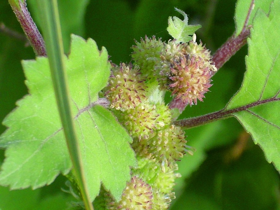 Дурнишник колючий