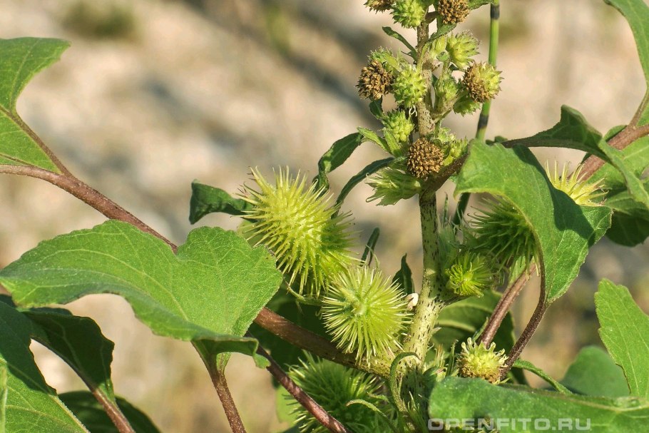 Дурнишник обыкновенный