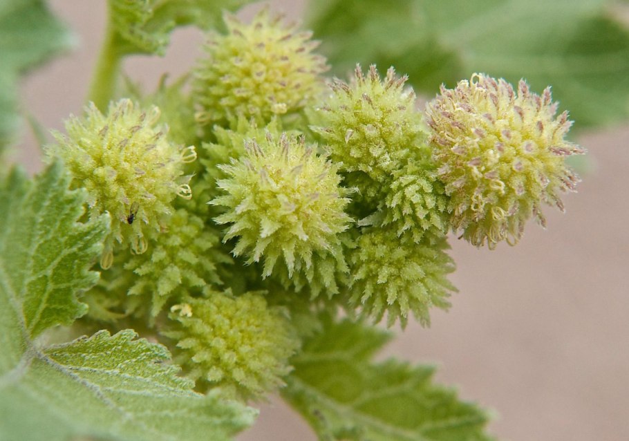 Дурнишник трава