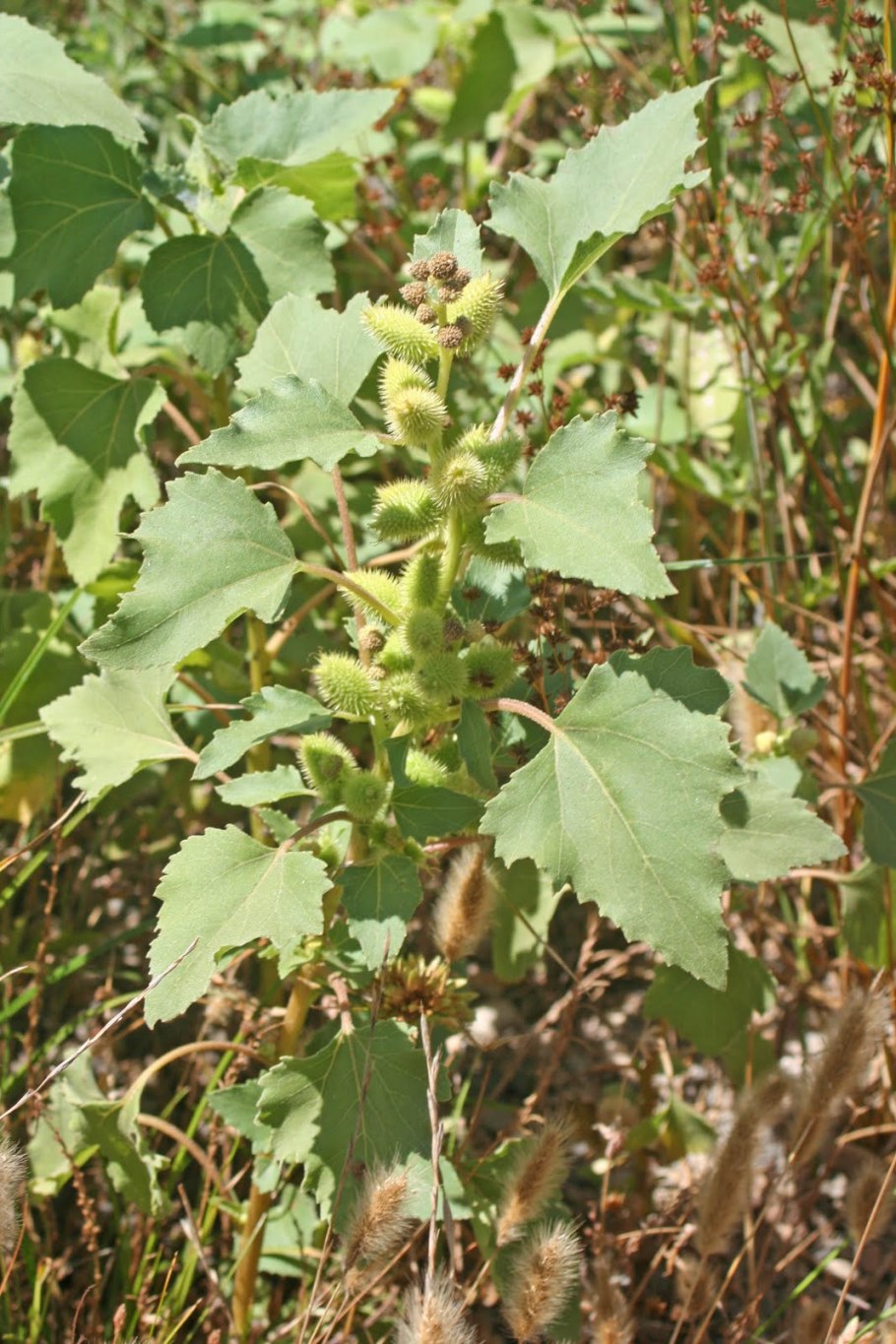 Дурнишник колючий