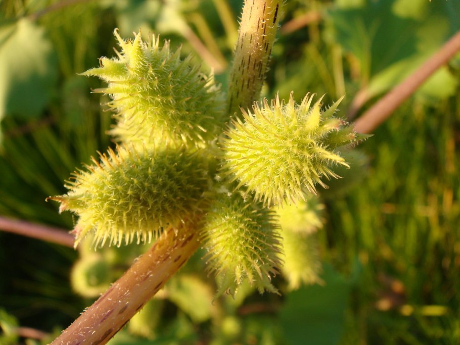 Дурнишник Xanthium