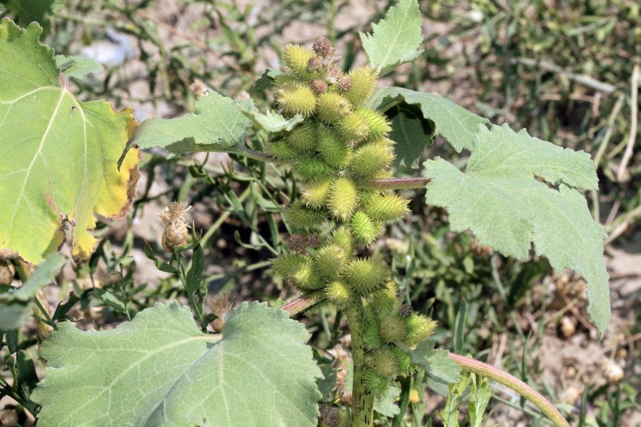 Дурнишник калифорнийский