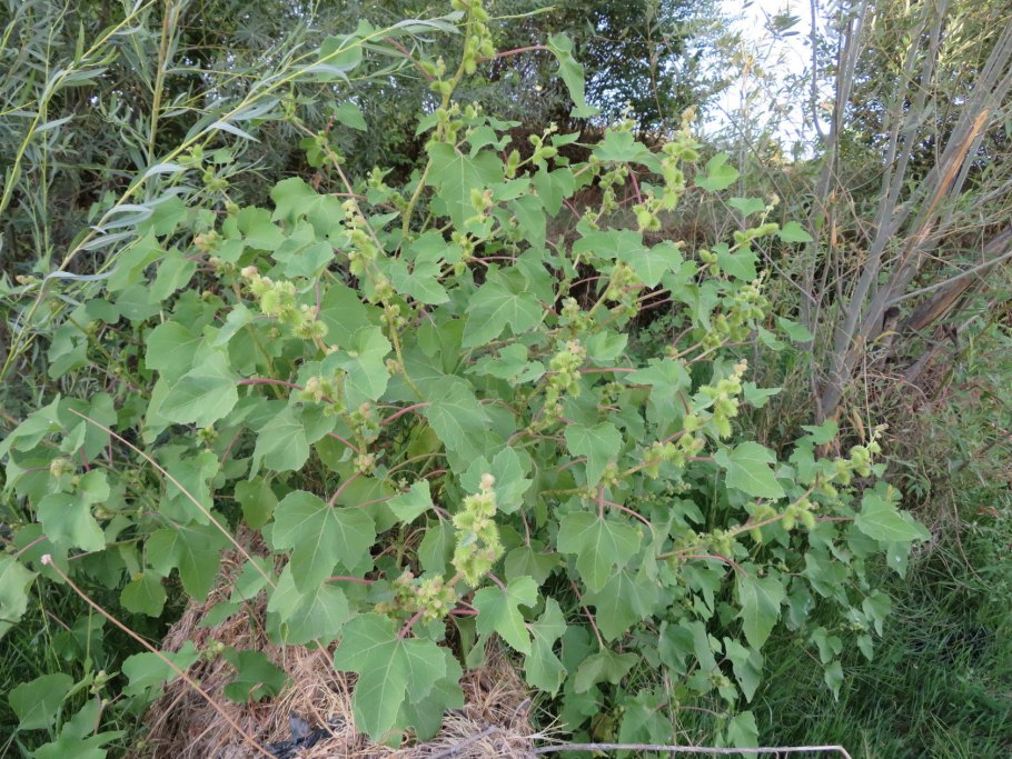 Дурнишник Xanthium