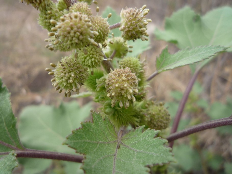 Дурнишник зобник