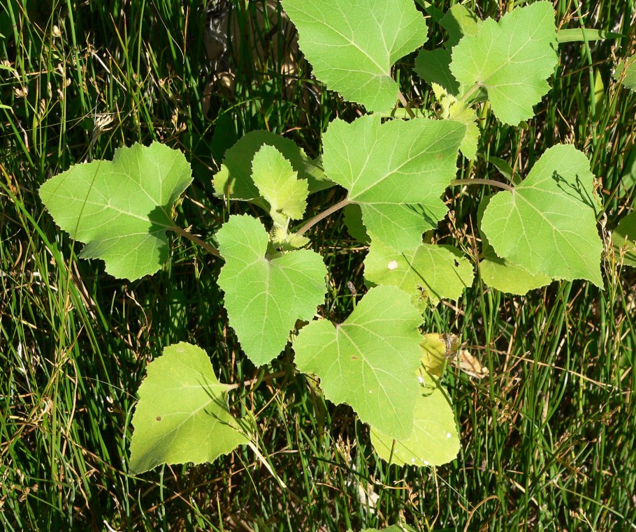 Мать и мачеха лист