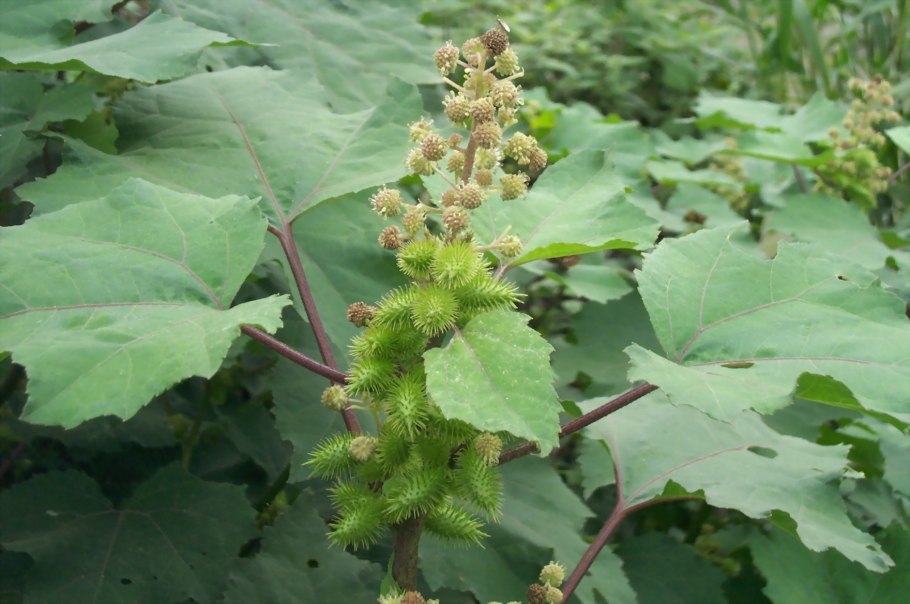 Дурнишник обыкновенный