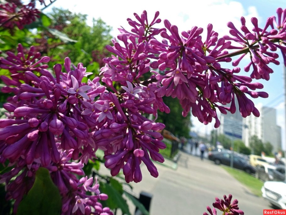 Сирень венгерская (josikaea)