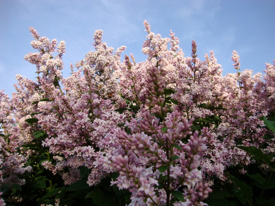 Сирень Маршал бирюзов