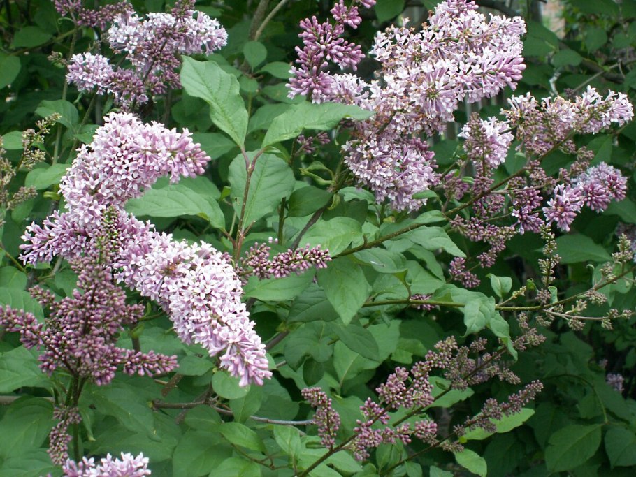 Сирень венгерская (josikaea)