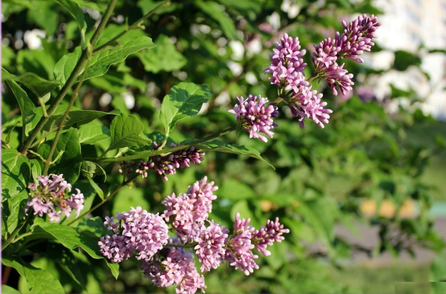 Сирень венгерская (josikaea)