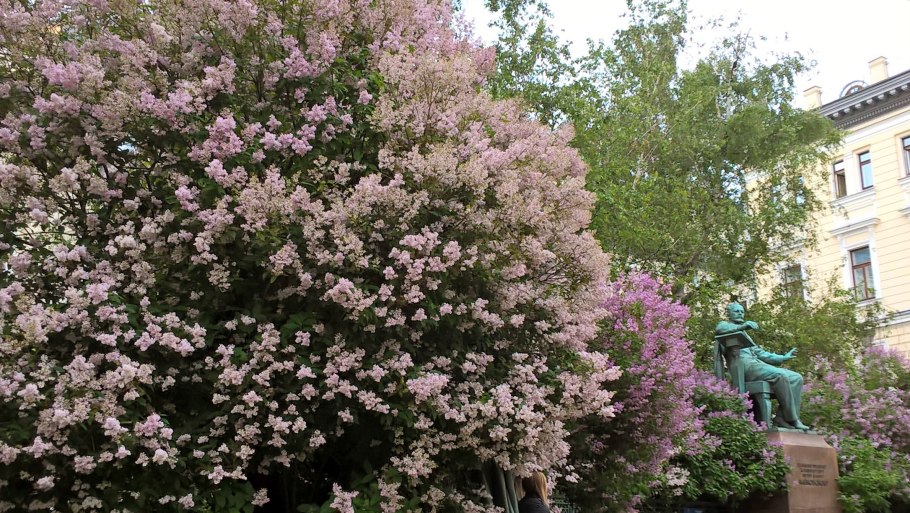 Сирень венгерская (josikaea)