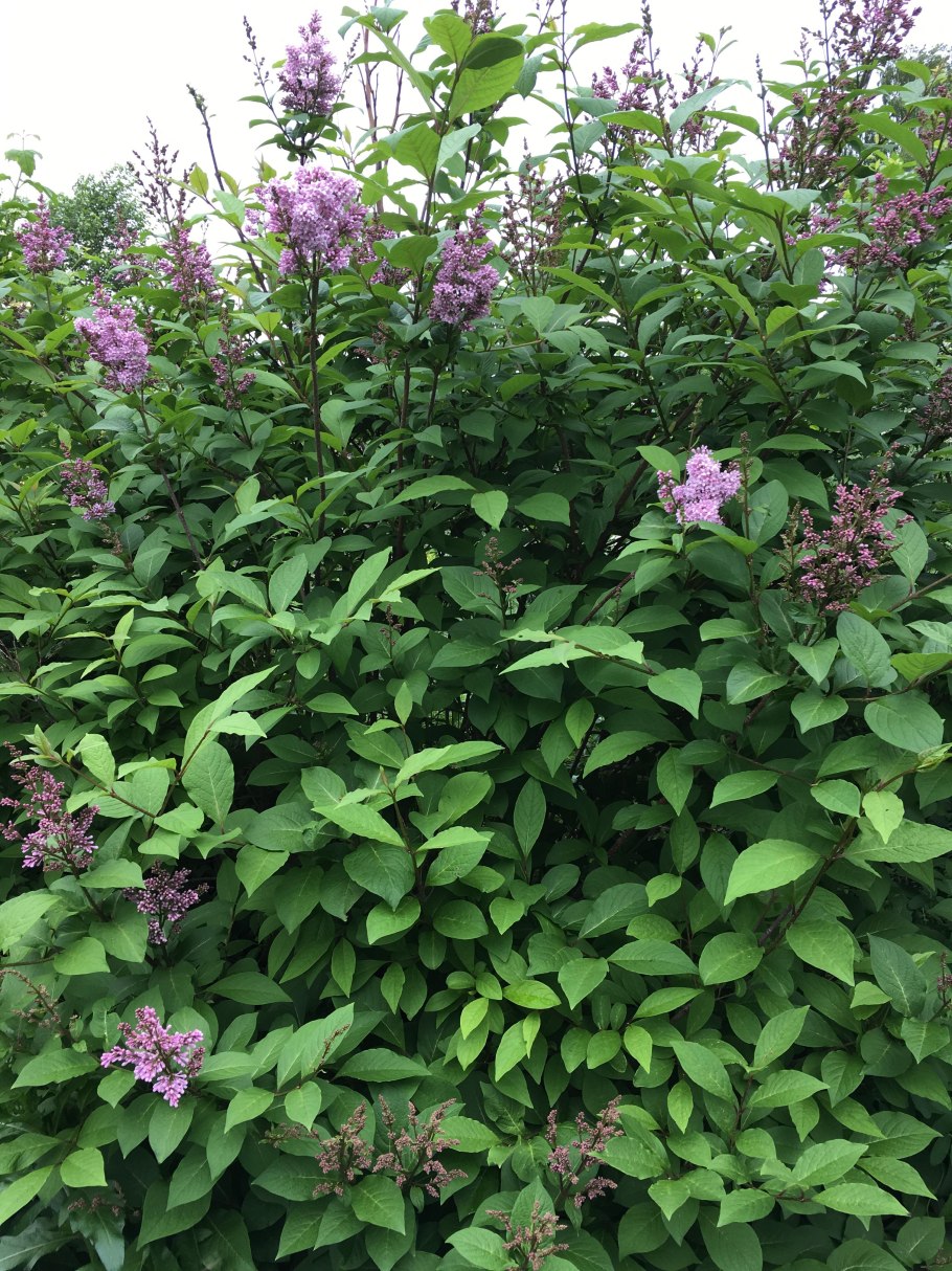 Сирень венгерская syringajosikaeа