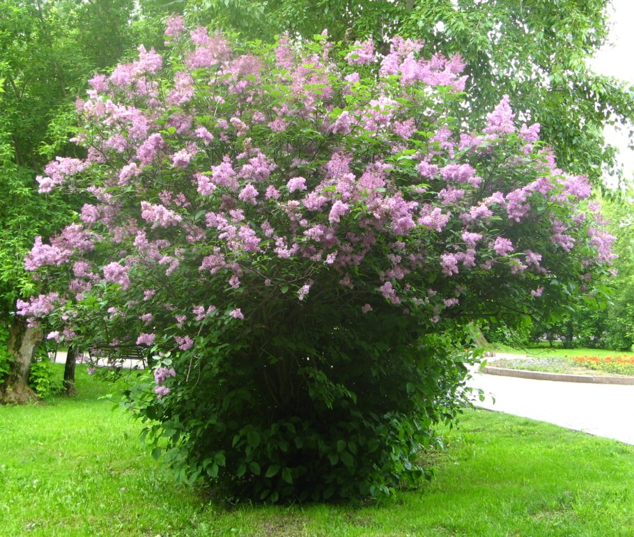 Сирень обыкновенная, венгерская