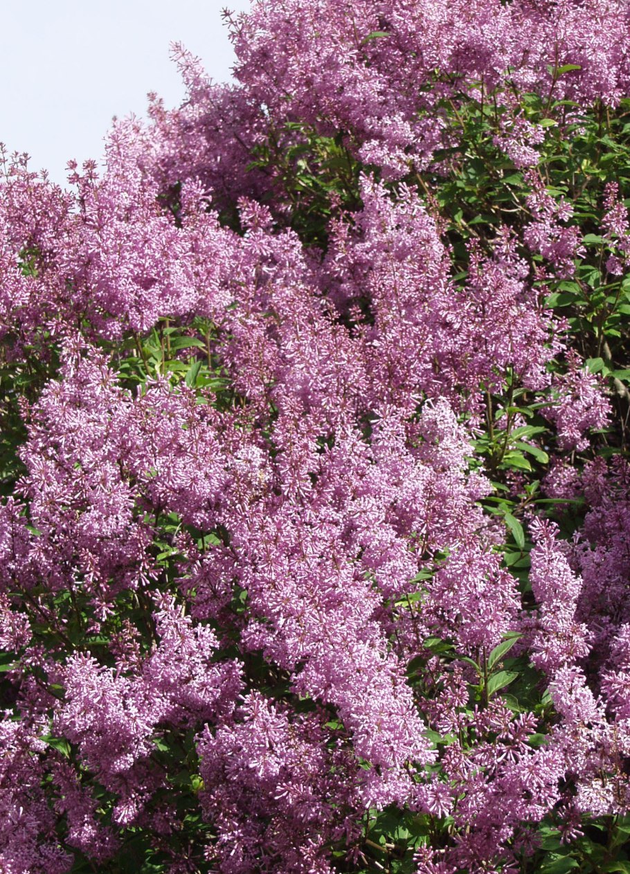 Сирень волосистая венгерская