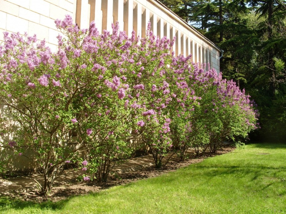 Сирень венгерская (с7,5)