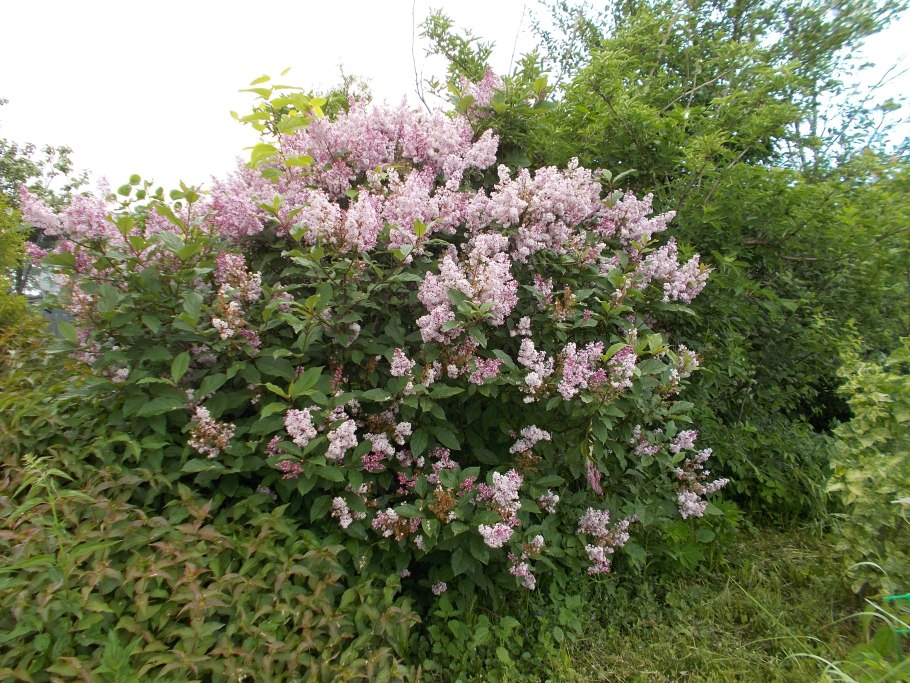 Сирень венгерская rosea