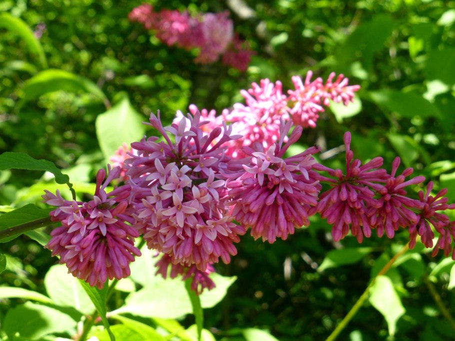 Сирень венгерская syringajosikaeа