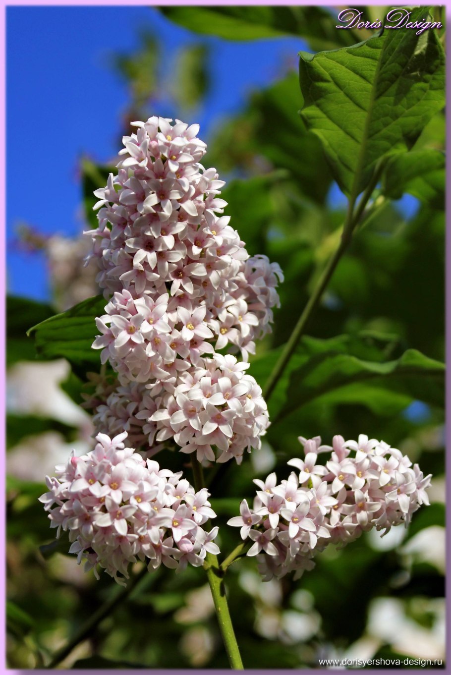 Сирень венгерская (josikaea)