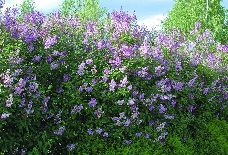 Сирень венгерская (Syringa josikaea p9)